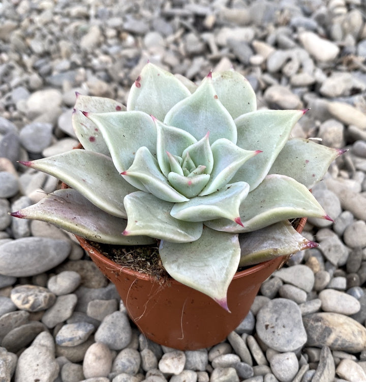 Echeveria madiba