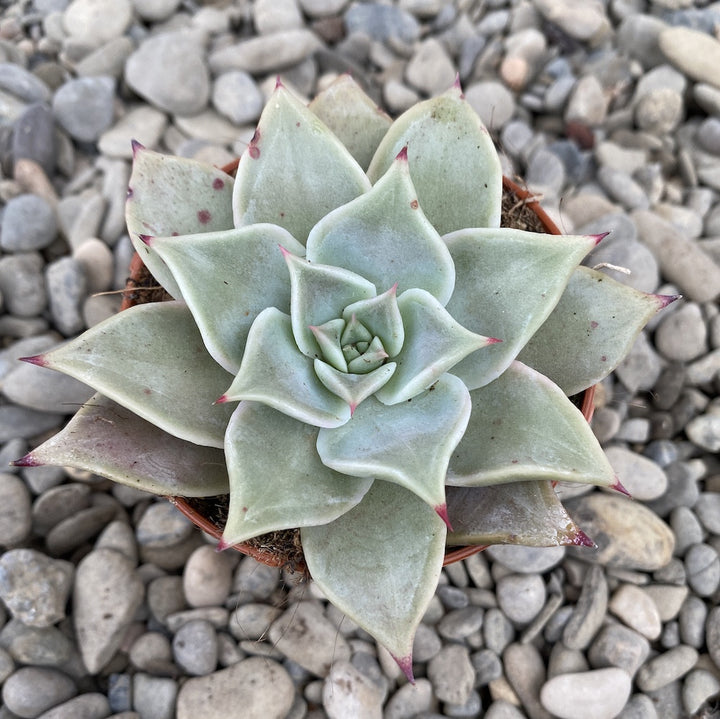 Echeveria madiba