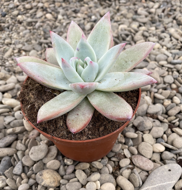 Echeveria mexican giant