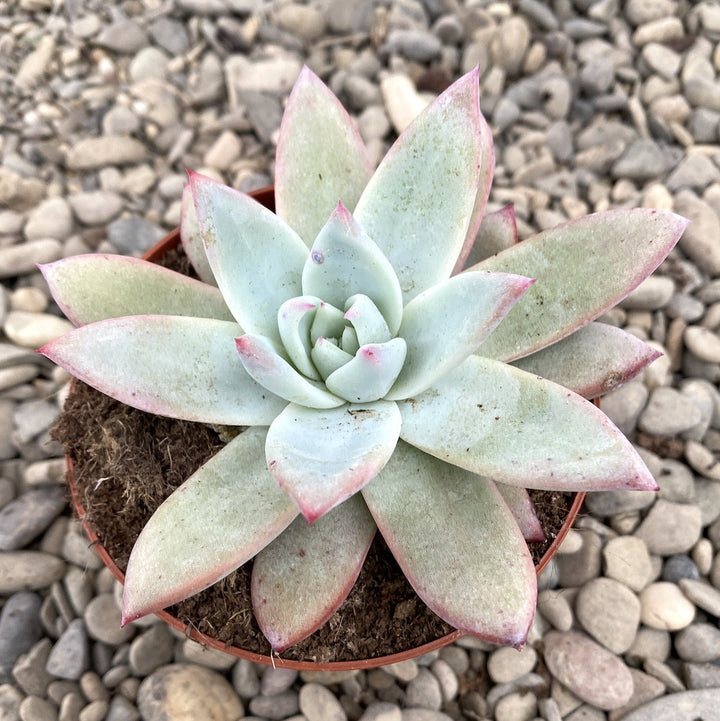 Echeveria mexican giant