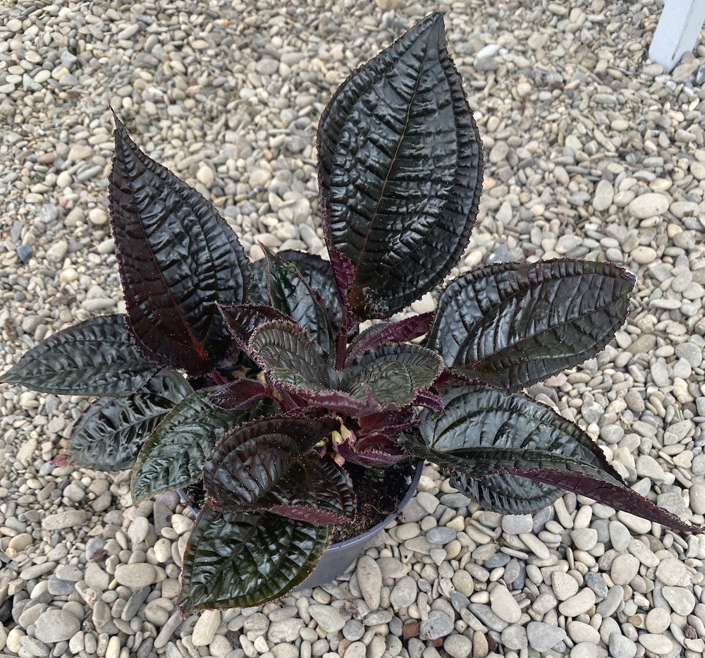 Monolena primuliflora