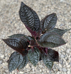 Monolena primuliflora