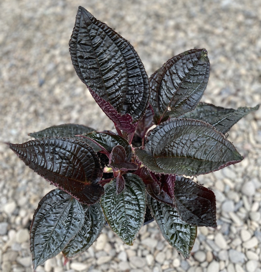 Monolena primuliflora