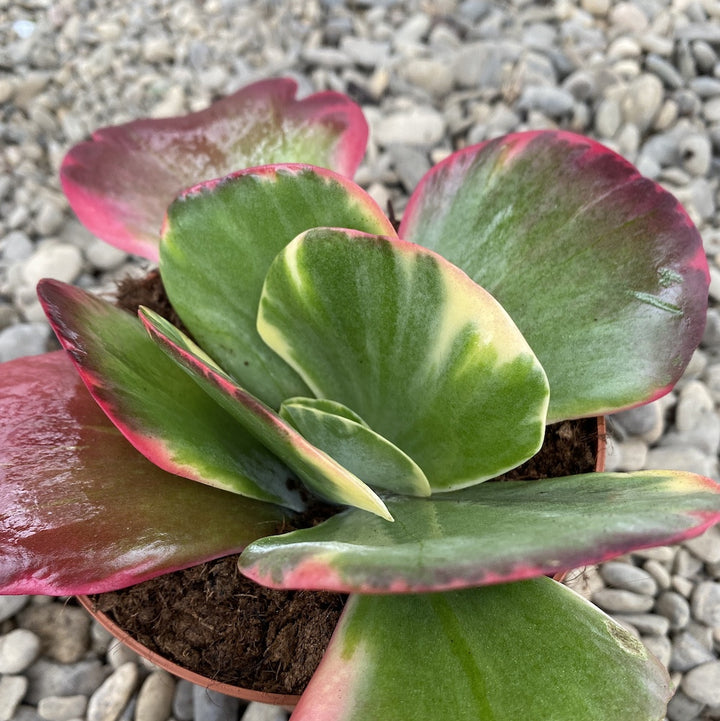 Kalanchoe thyrsiflora variegata