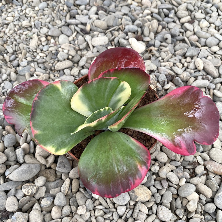 Kalanchoe thyrsiflora variegata