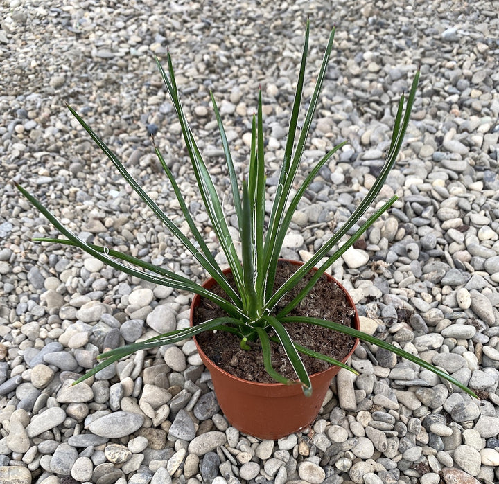 Agave geminiflora