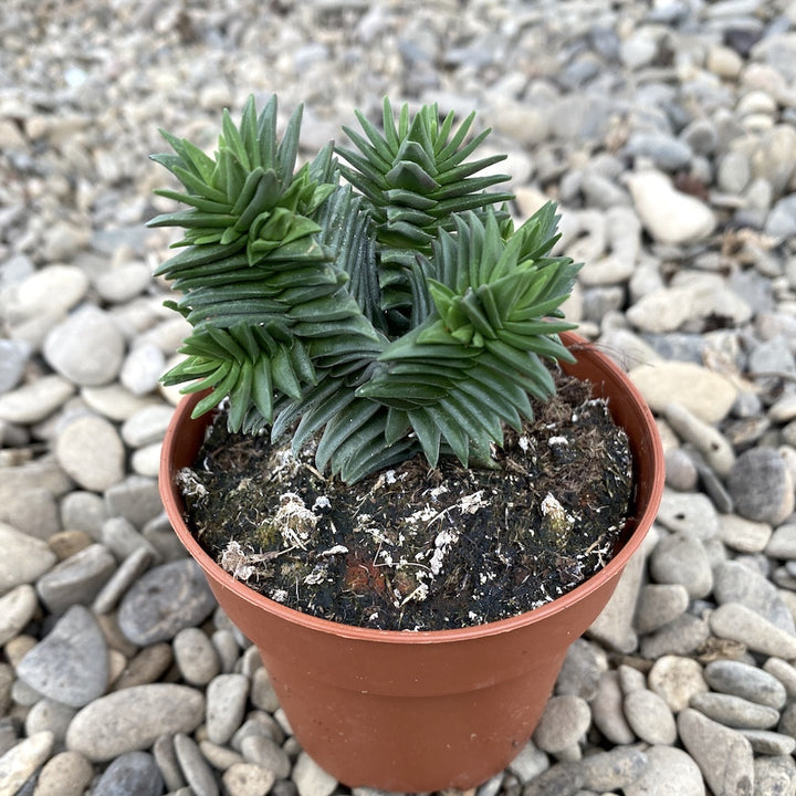 Crassula buddha temple new ssp.