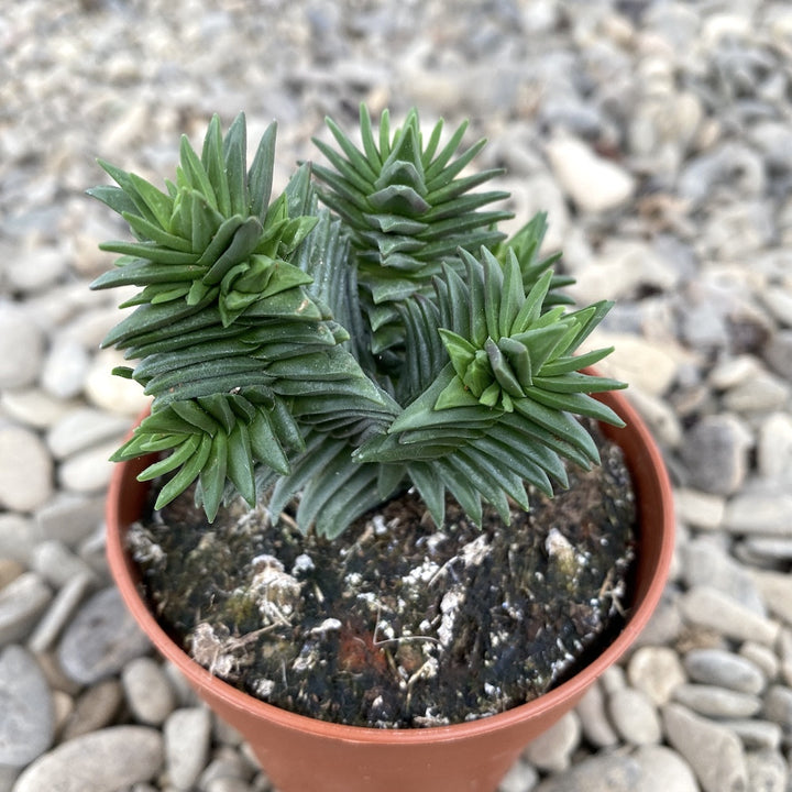 Crassula buddha temple new ssp.