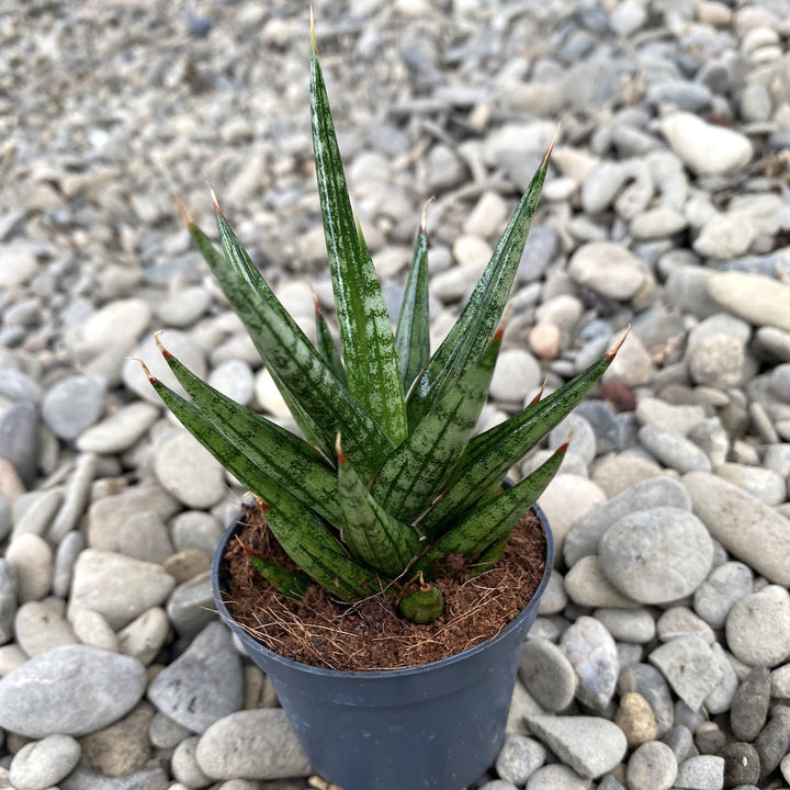 Sansevieria Francissii