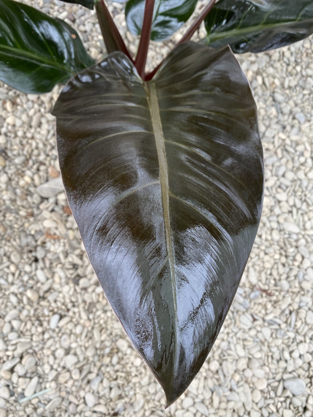 Philodendron Imperial Red - Filodendron, pret atractiv, disponibil online