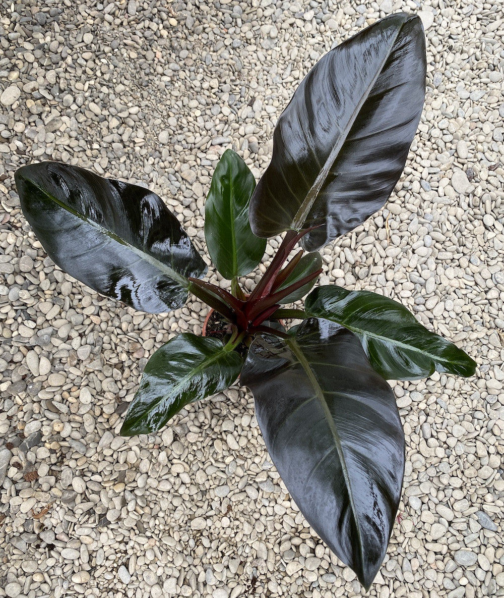 Philodendron Imperial Red - Filodendron, pret atractiv, disponibil online