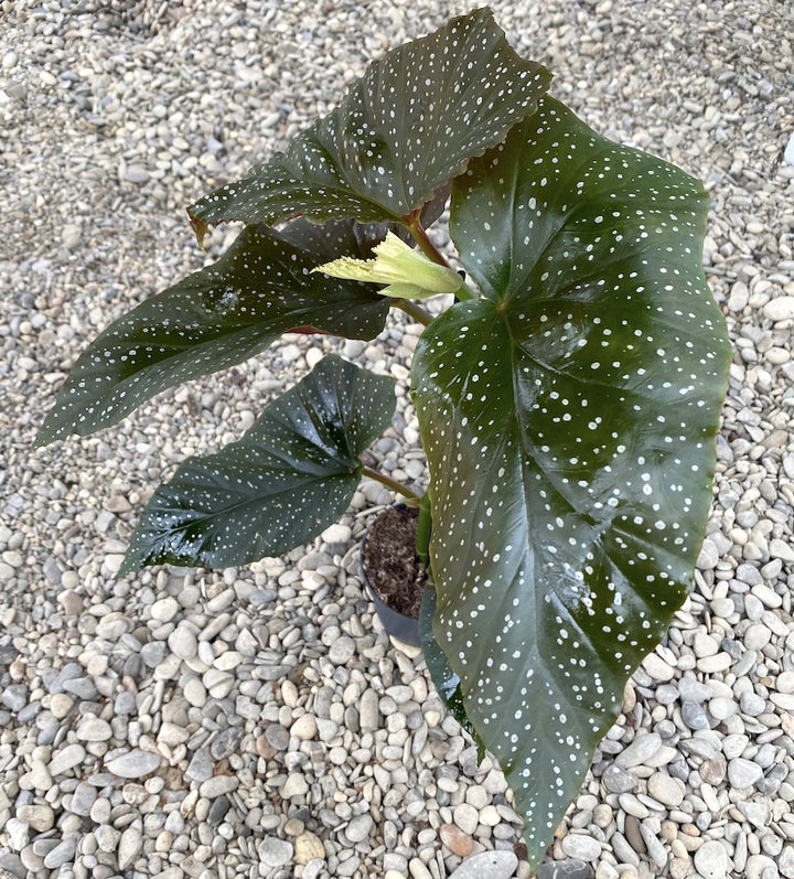 Begonia x Corallina (Angel Wing Begonia)