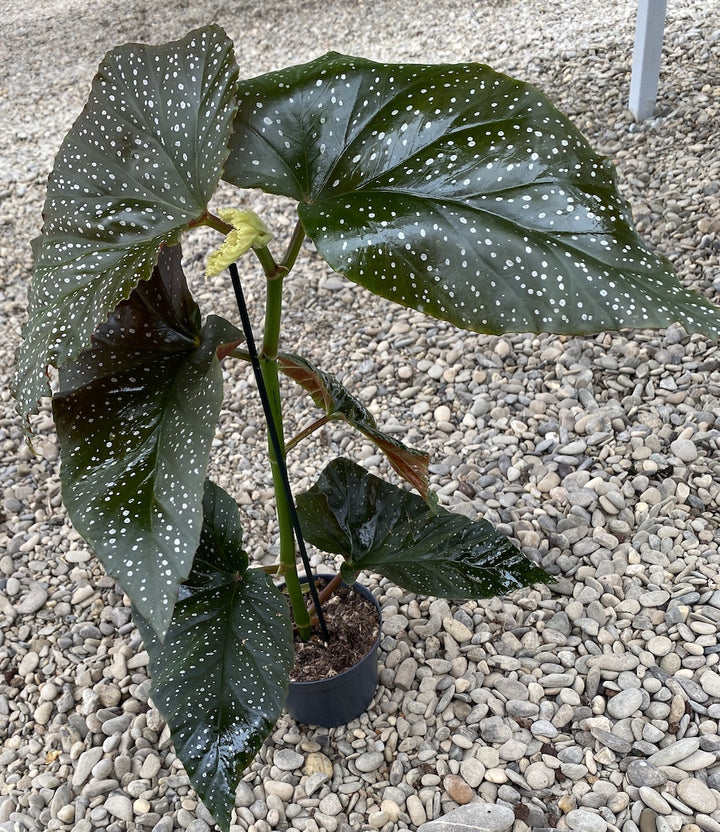 Begonia x Corallina (Angel Wing Begonia)