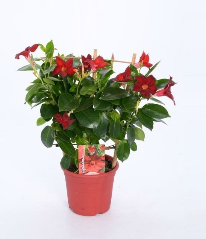 Mandevilla Rio Deep Red Koker - Dipladenia rosie