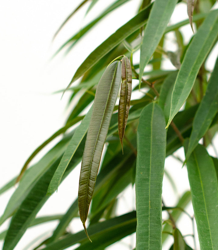 Ficus binnendijkii 'Alii'