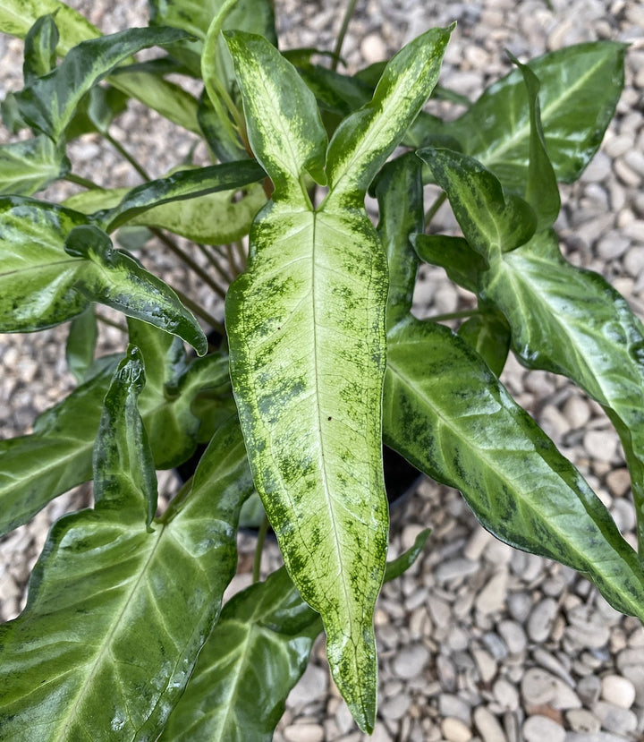 Syngonium angustatum (Arrowhead Vine)