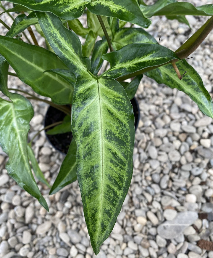 Syngonium angustatum (Arrowhead Vine)