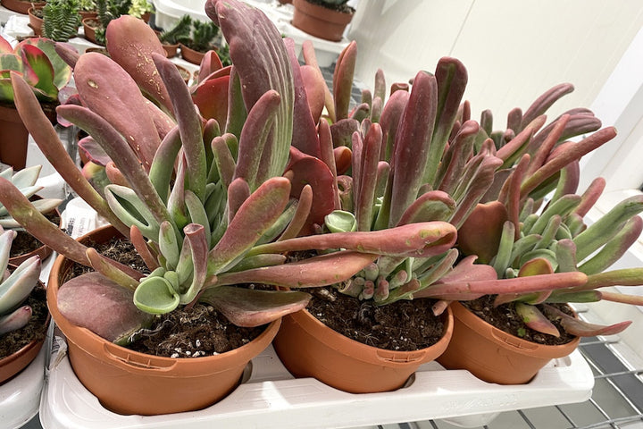 Kalanchoe luciae 'Oricula' Red