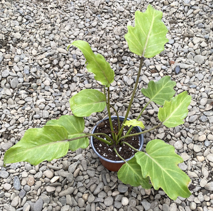 Philodendron Xanadu Gold