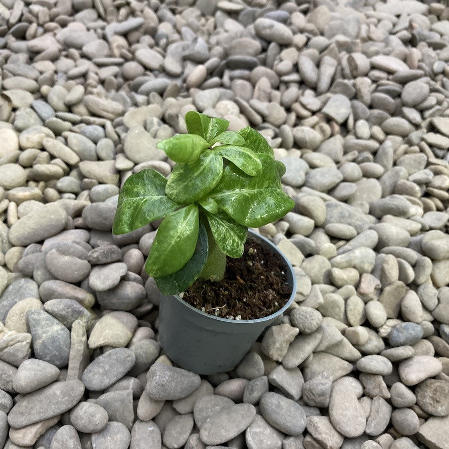 Adenium Obesum variegat mini - Trandafirul desertului