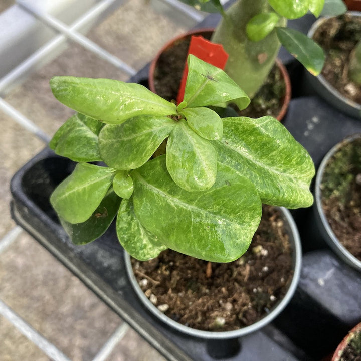 Adenium Obesum variegat mini - Trandafirul desertului