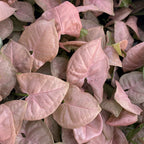 Syngonium Neon Robusta