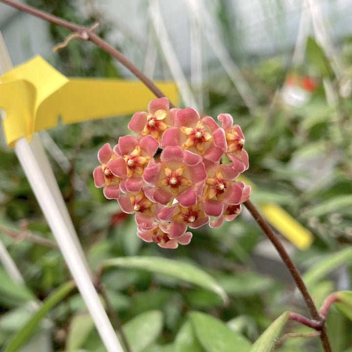 Hoya davidcummingii