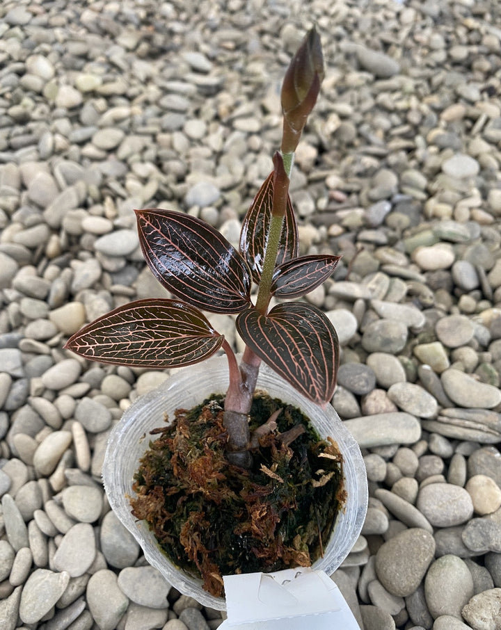 Ludochilus Dominyi × Anoectochilus roxburghii - orhideea bijuterie