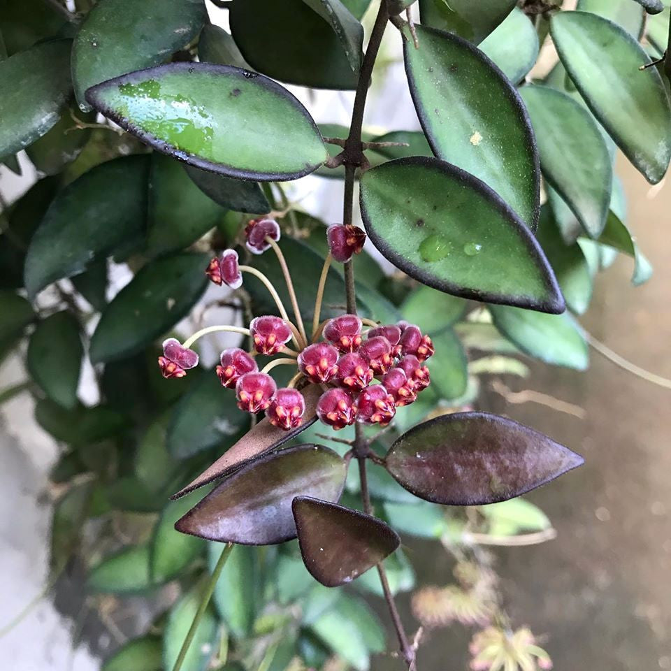 Hoya 'Rosita' (H. Wayetii x H. Tsangi) - flori parfumate
