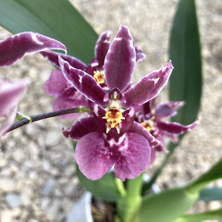 Oncidium (Cyrtocidium) Holm’s Wizard - parfumat