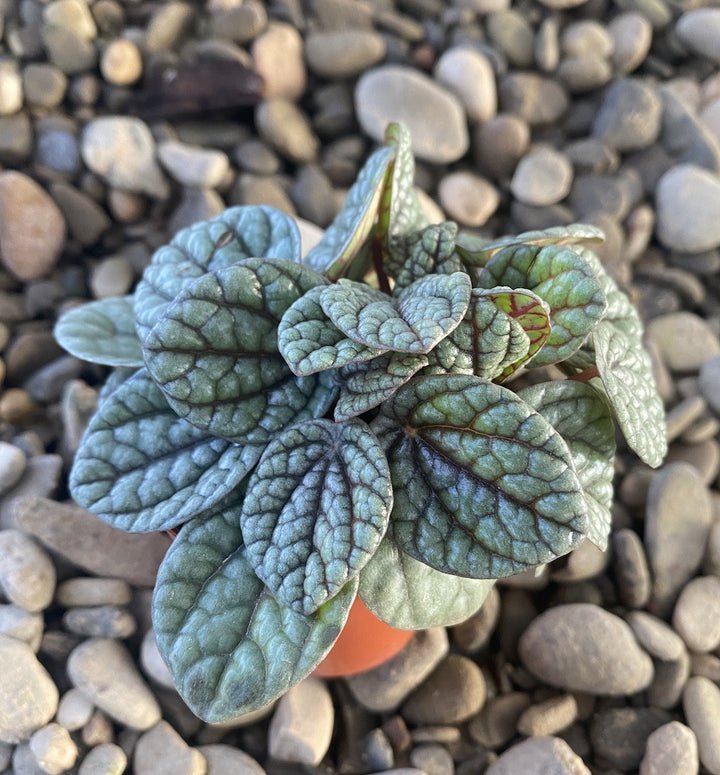 Peperomia Greyhound mini