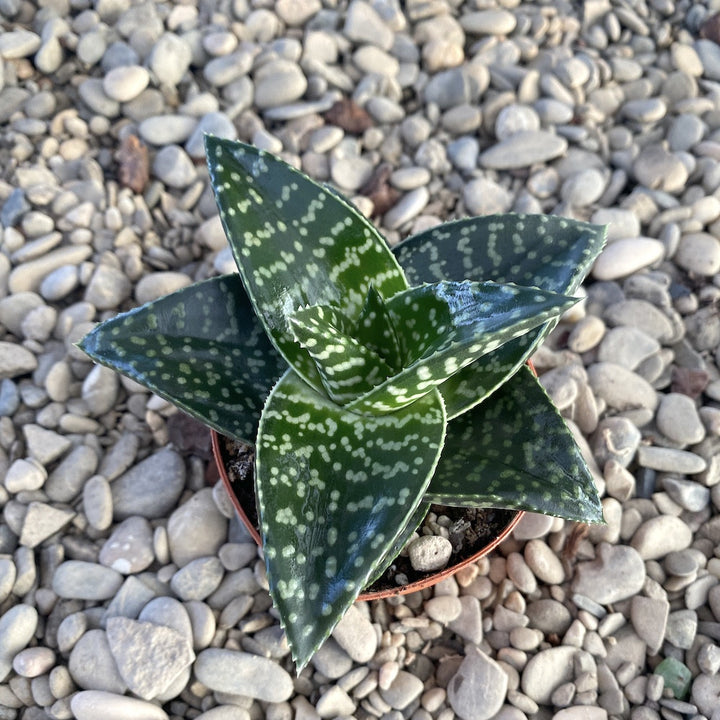 Gasteraloe Tiki Zilla