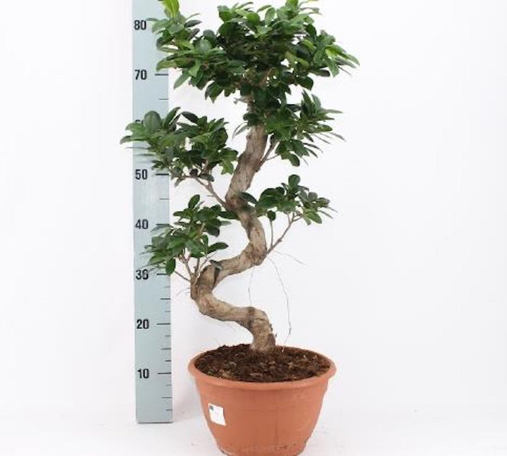 Bonsai Ginseng in forma S H80 cm (fara vas ceramic)