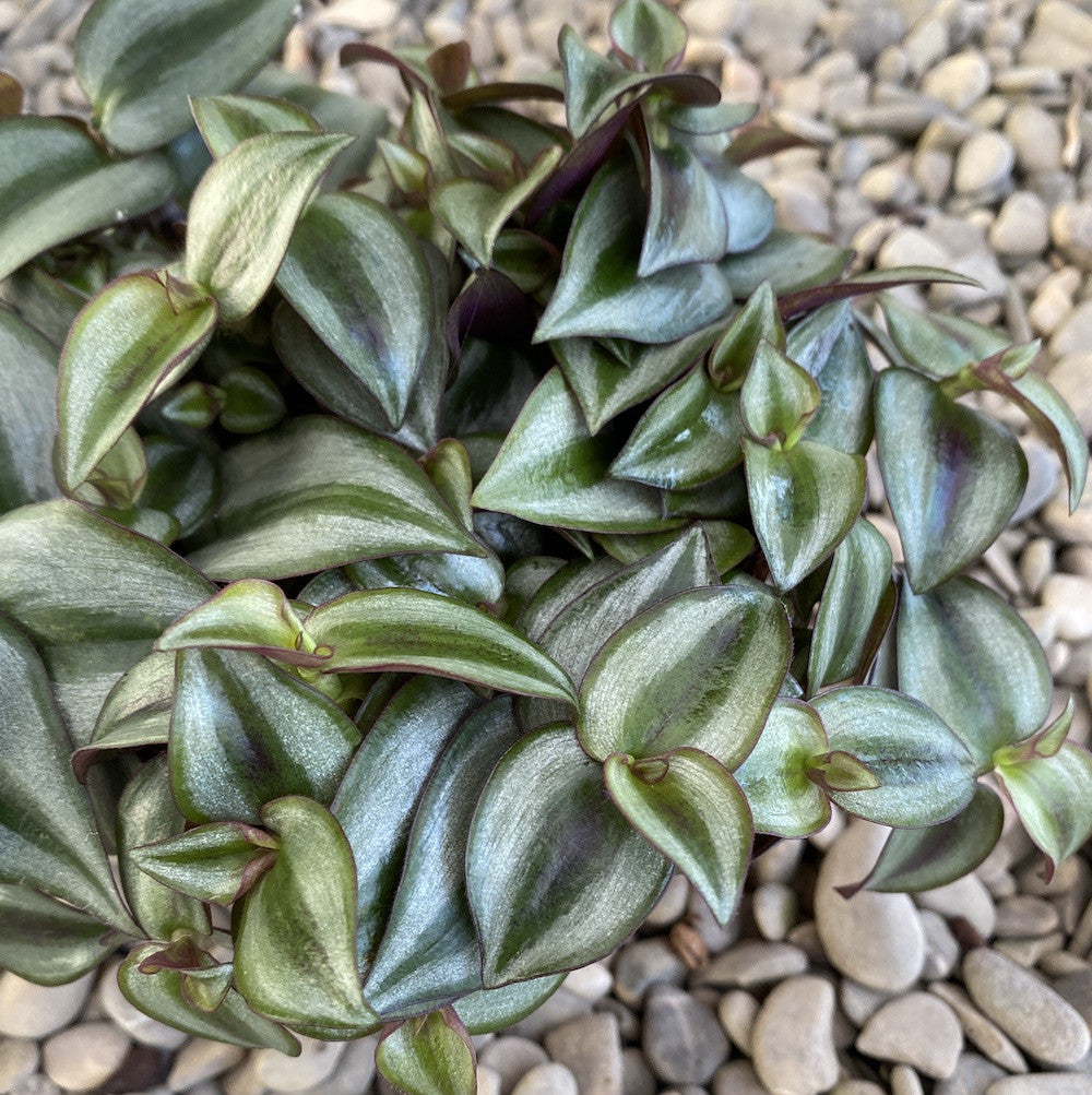 Tradescantia zebrina (frunze verzi-argintii)