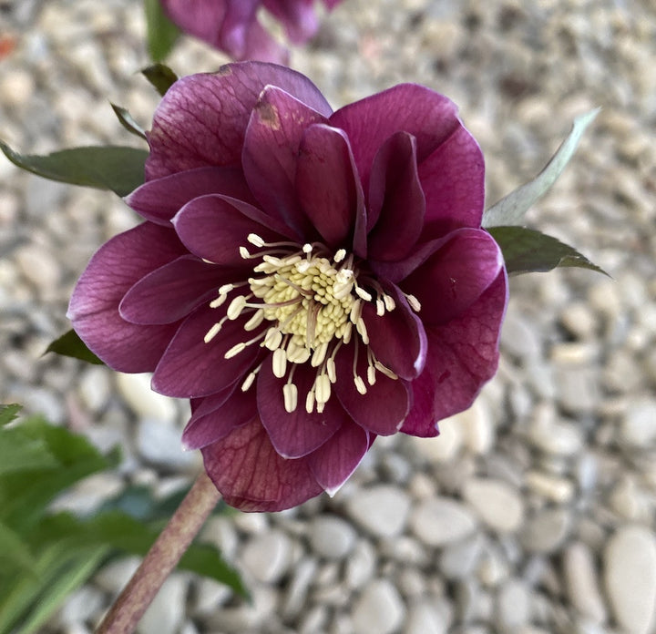 Helleborus orientalis Pretty Ellen, Trandafirul Crăciunului, Spanz de vanzare, pret imbatabil!