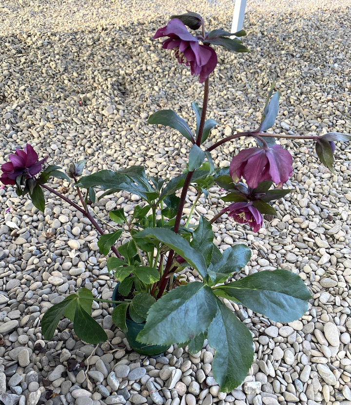 Helleborus orientalis Pretty Ellen, Trandafirul Crăciunului, Spanz de vanzare, pret imbatabil!