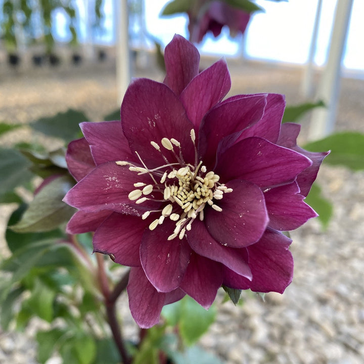 Helleborus orientalis Pretty Ellen, Trandafirul Crăciunului, Spanz de vanzare, pret imbatabil!