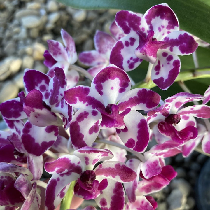 Orhidee Rhynchostylis Gigantea Cartoon