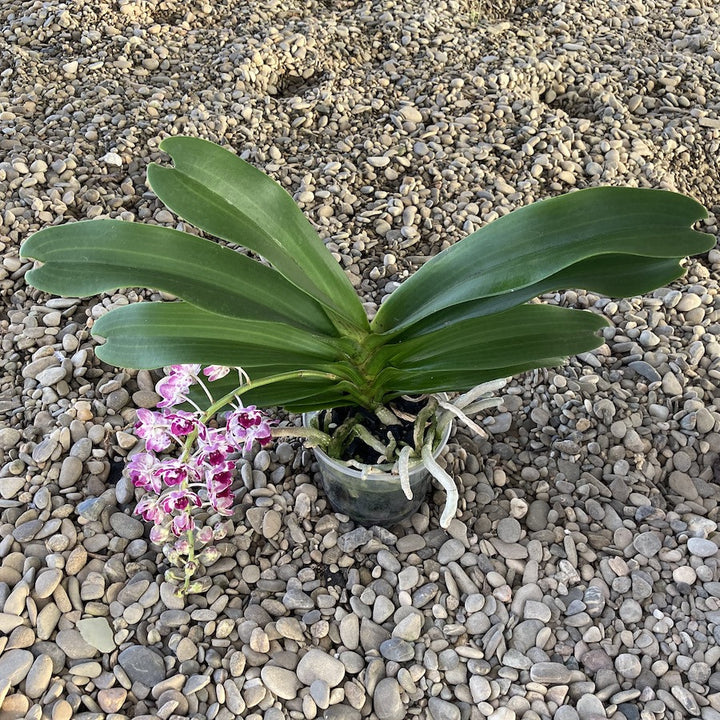 Orhidee Rhynchostylis Gigantea Cartoon