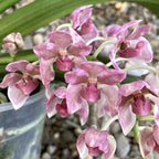 Rhynchostylis Gigantea 'Pink Cartoon'