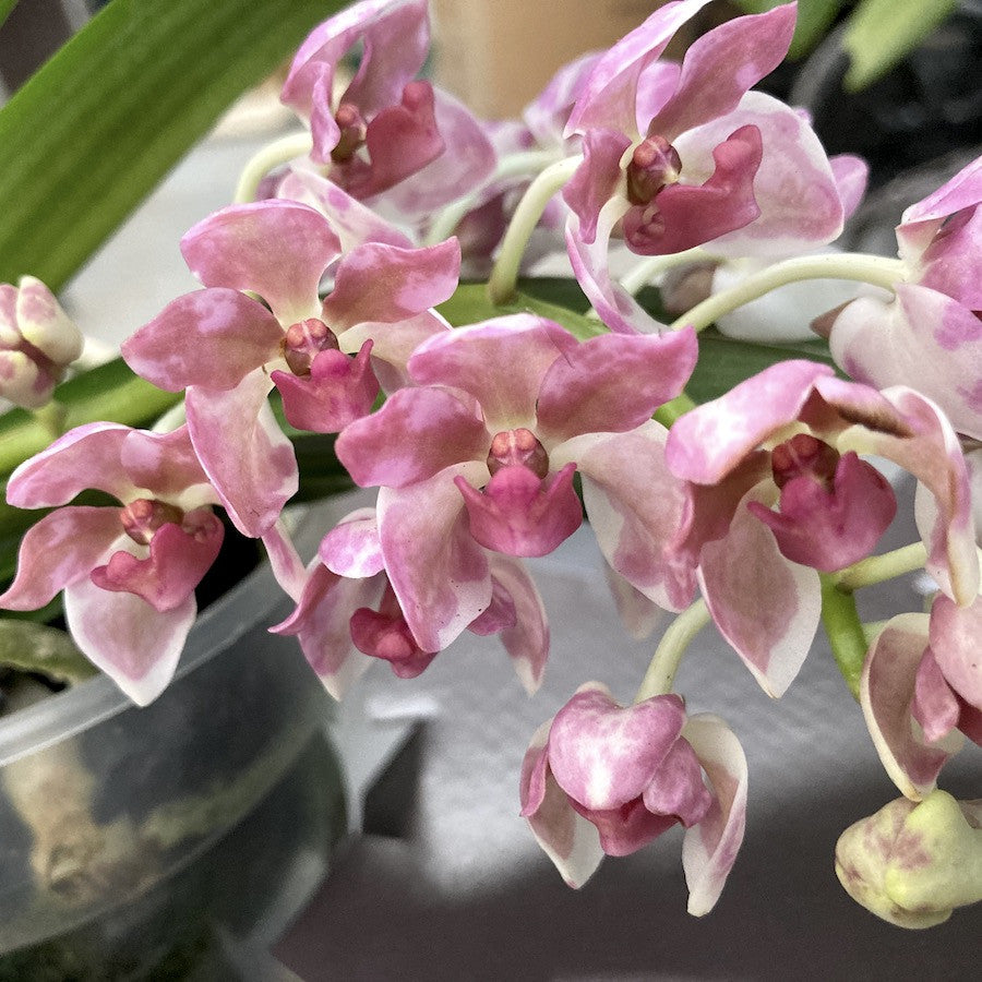 Rhynchostylis Gigantea 'Pink Cartoon'