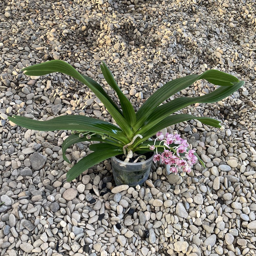 Rhynchostylis Gigantea 'Pink Cartoon'