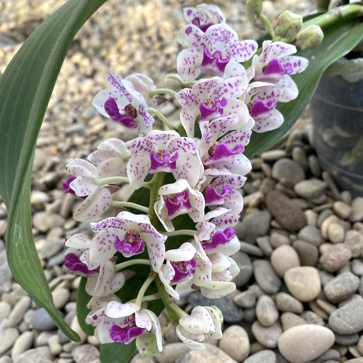 Rhynchostylis Gigantea 'Pink Spots'