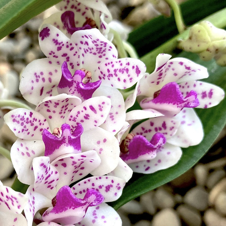 Rhynchostylis Gigantea 'Pink Spots'