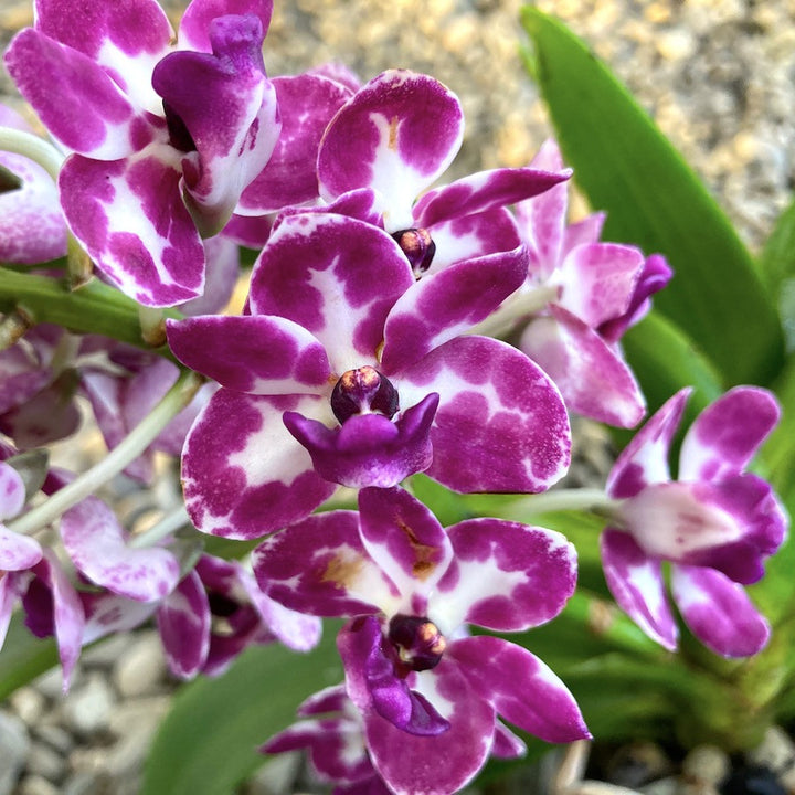 Rhynchostylis Gigantea 'Rubra'