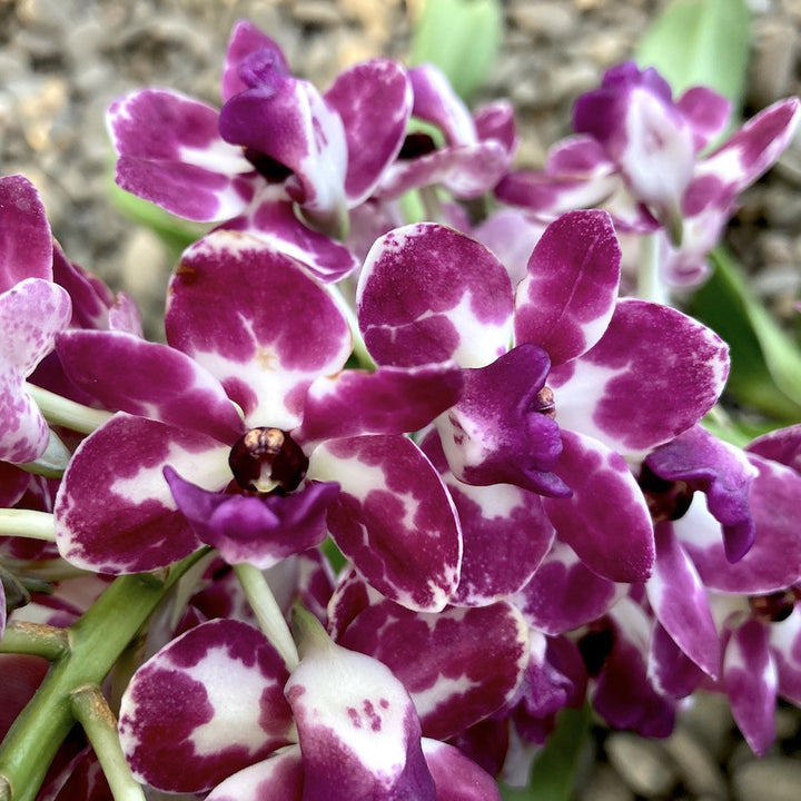 Rhynchostylis Gigantea 'Rubra'