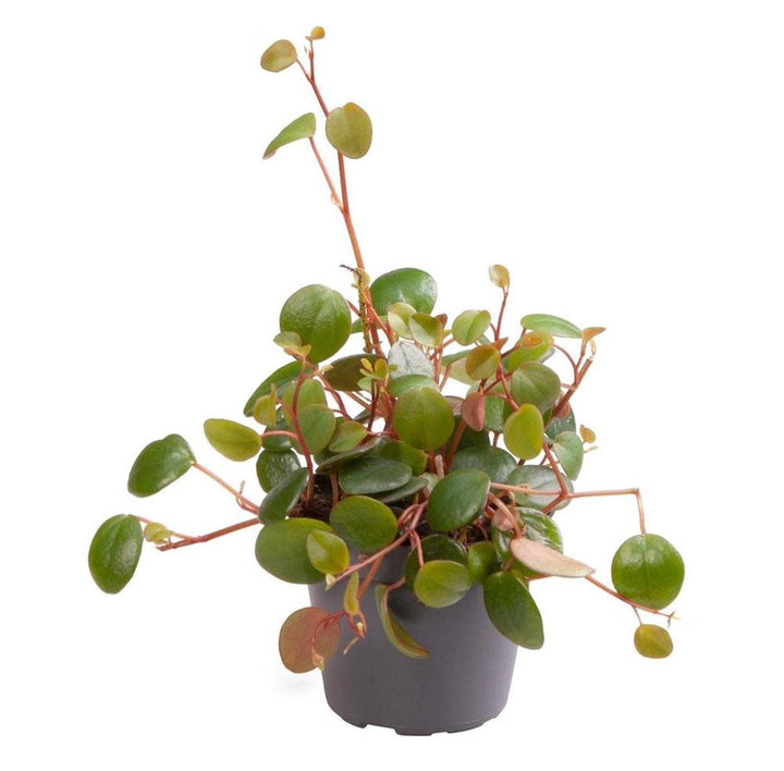 Peperomia Pepperspot (mini)