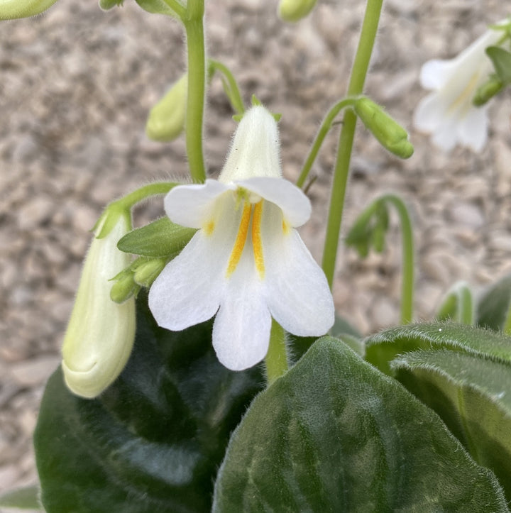 Streptocarpus Snowlina