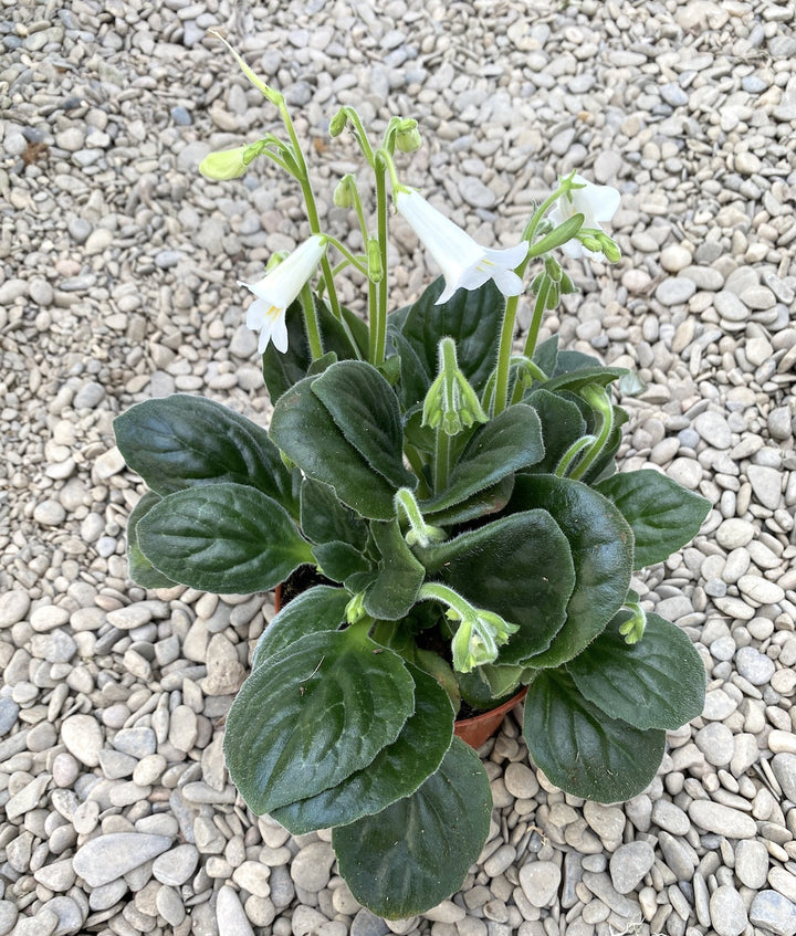 Streptocarpus Snowlina