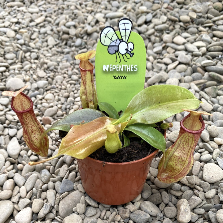 Nepenthes Gaya - O planta carnivora spectaculoasa!